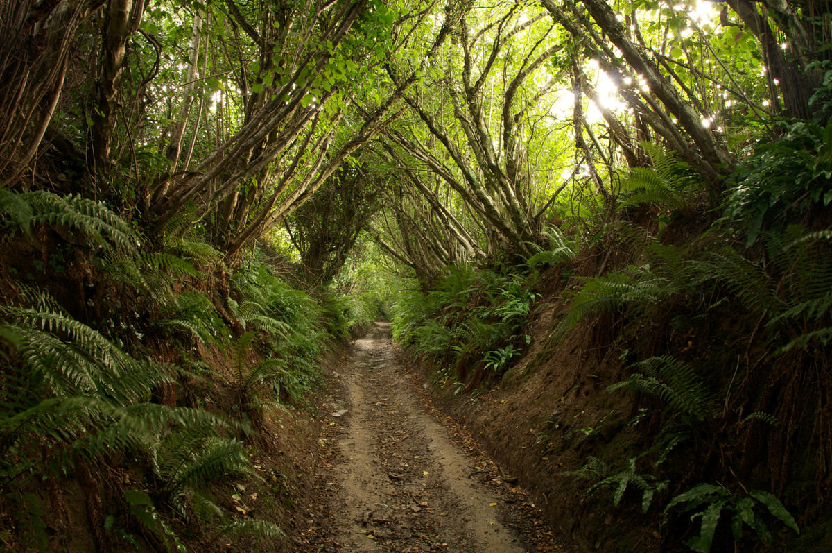 An ancient Holloway shaded by trees. A sunken lane eroded deeper over centuries by the footsteps of travellers and their animals. Dorset, England, UK.